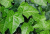 English_ivy_1