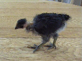 chick