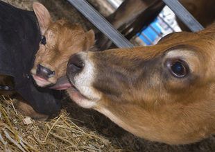 organic calf