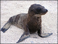 Galapagos seal