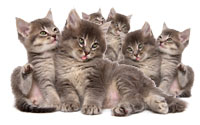 Kittens gone wild. Photo: iStockphoto