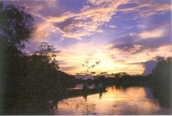 Yasuni National Park