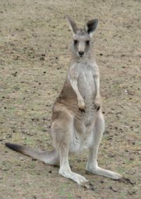 kangaroo