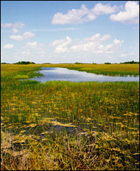 Everglades