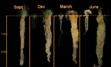 annuals vs. perennials