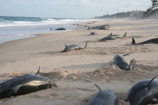 mozambique stranding 2006