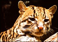 Ocelot. Photo: Andrew Nicholson via Flickr