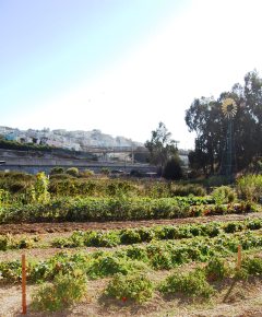 Alemany Farm