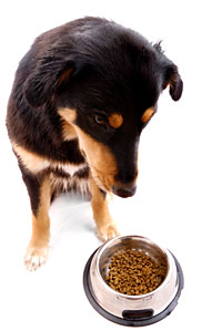 Another day, another bowl of kibble