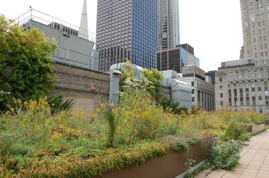 rooftop garden