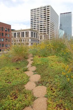 rooftop garden