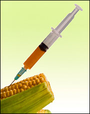 GMO corn