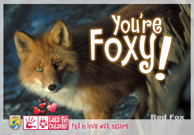 You're Foxy