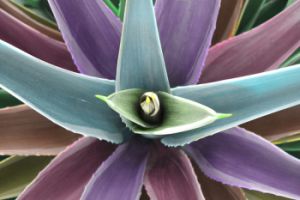 Blue agave, used in agave nectar