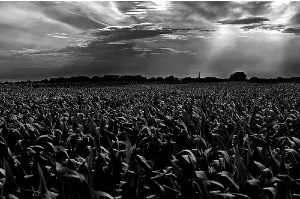 corn field