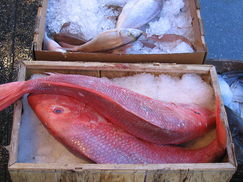 Red snapper