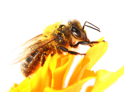 bee