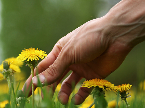 dandelion picker