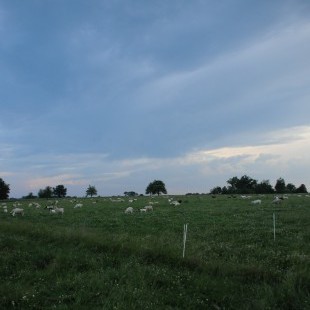 Sheep in a field