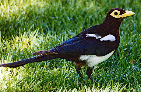 Yellow-billed Magpie