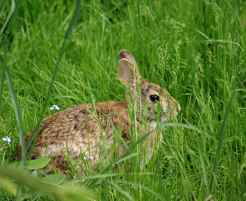 bunny