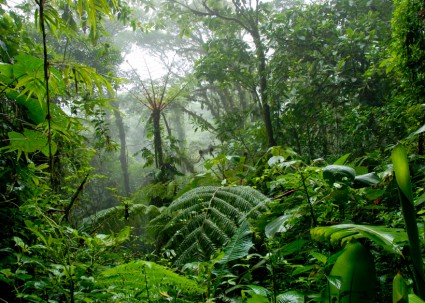 Tropical forest. 