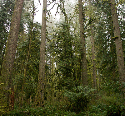 Oregon forest