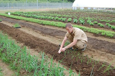 planting Walla Walla Sweet Onions