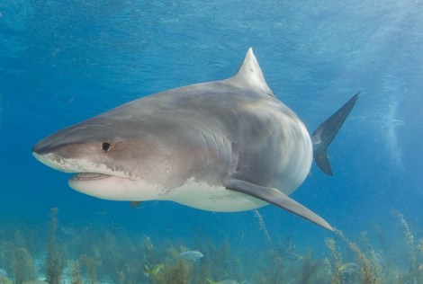 shark-flickr-WIlly_Volk.jpg