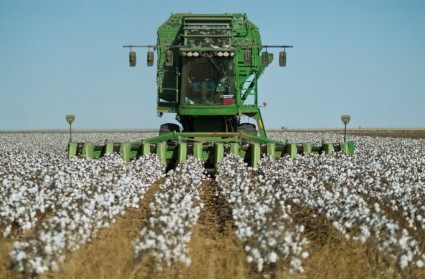 Cotton harvest