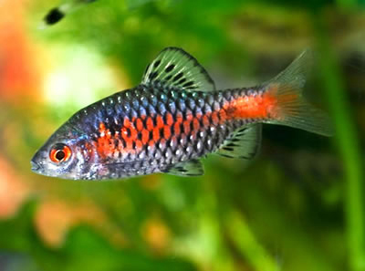 Odessa barb fish from the Greater Mekong