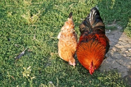 hen and rooster