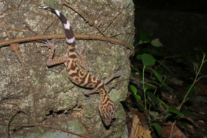 Leopard gecko found in the Greater Mekong