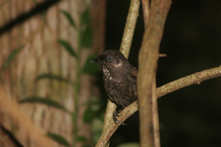 This bird prefers to walk in the Greater Mekong