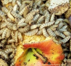 For some composters, black soldier larvae have a peel.