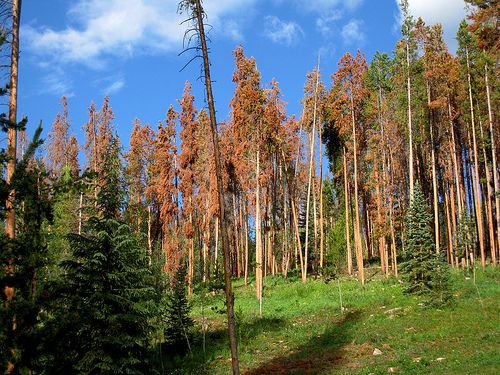 Dead lodgepole pines in Colorado. 