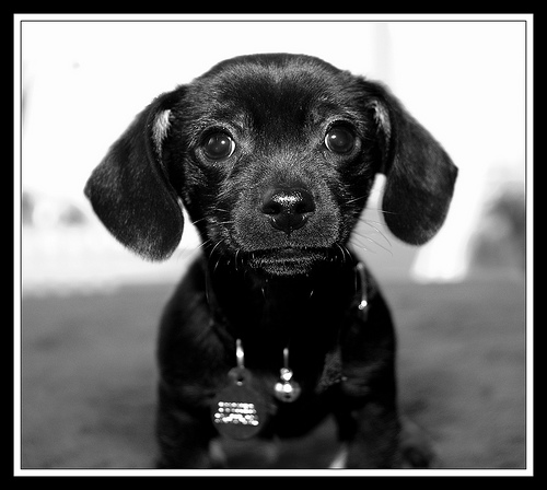 cute puppy confused by democratic accountability