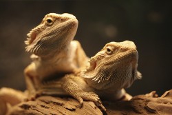 bearded dragons