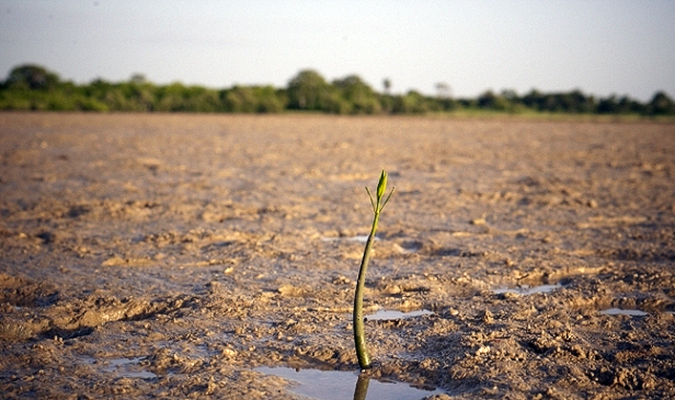 Mangrove seedling in Senegal