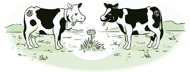 Cow cartoon. 