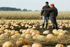 Paul Bakus in a ruined pumpkin patch.