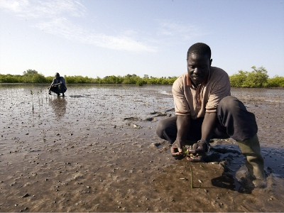 planting mangroves in senegal