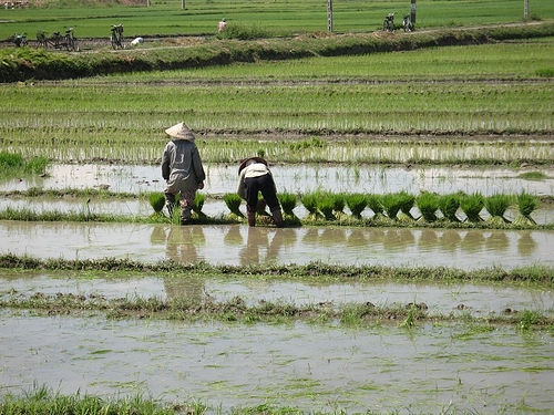 Rice harvesters. 