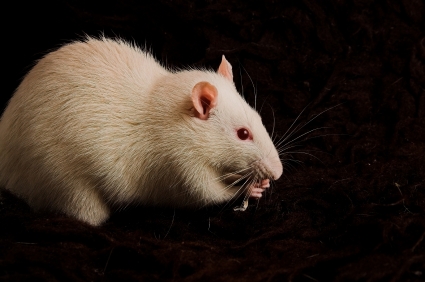 white_rat.jpg