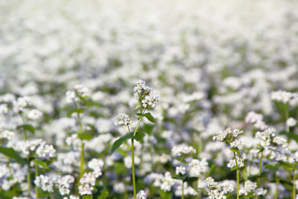 buckwheat