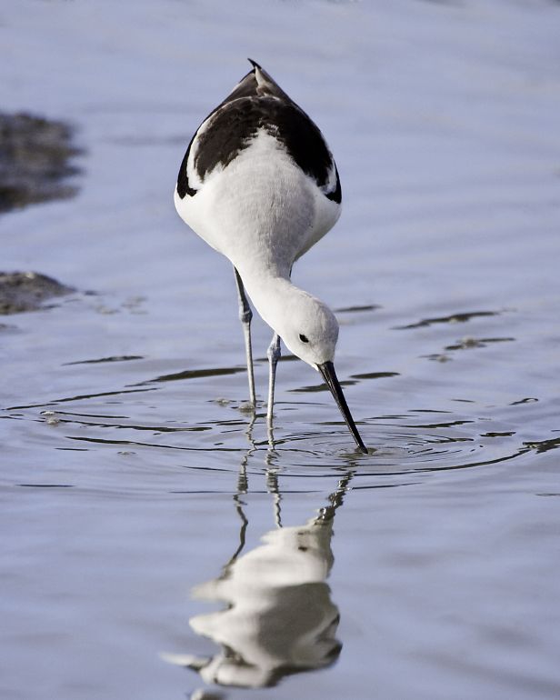 American Avocet.