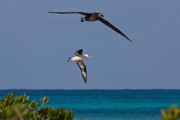 Black Footed Albatross. 