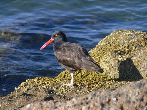 Black Oystercatcher