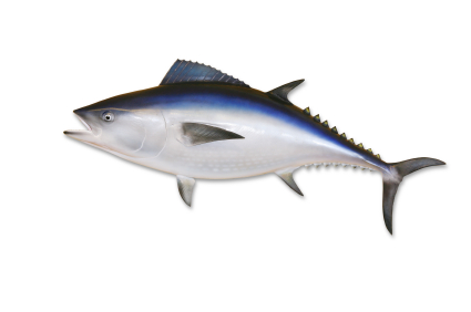 bluefin