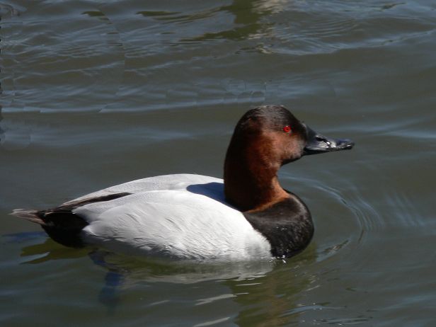 Canvasback duck. 